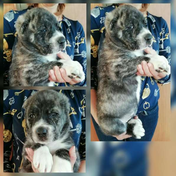 Продам щенков САО в Санкт-Петербурге