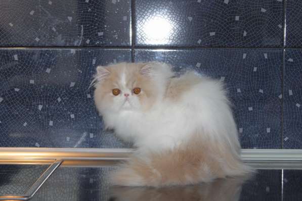 ГУЧЧИ в Москве фото 7