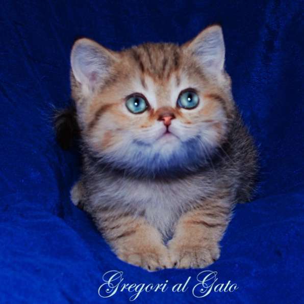 Британская шиншилла синеглазая белоснежка в Москве