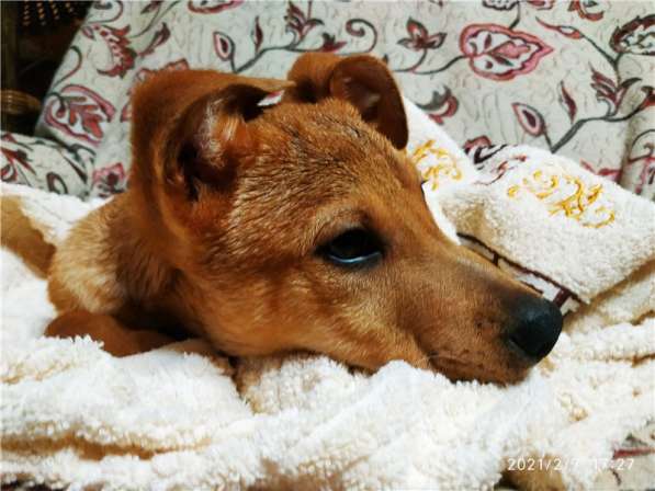 Очаровательный малыш Лёлик ищет дом в Москве фото 7