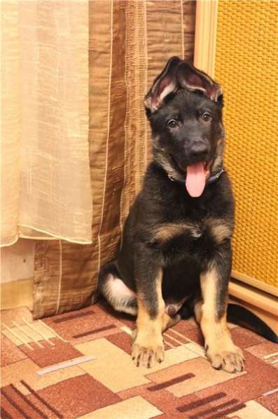 Восточноевропейская овчарка отличные щенки от Чемпионов в Балашихе фото 5