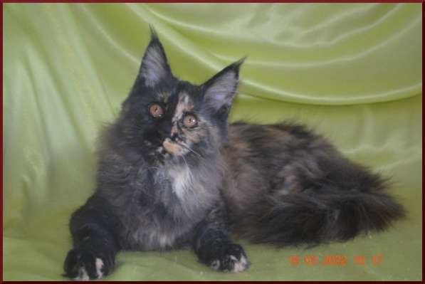 Роскошный черный котик мейн-кун из питомника в Астрахани фото 84