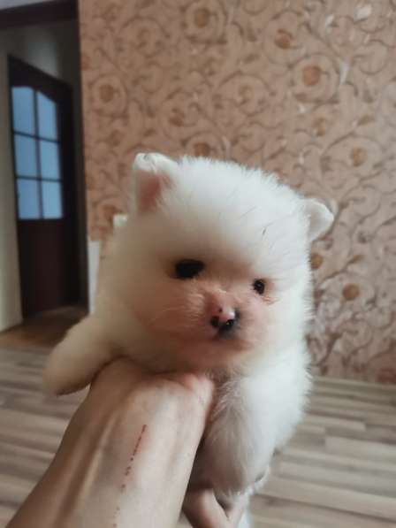 Щенки шпица в фото 7