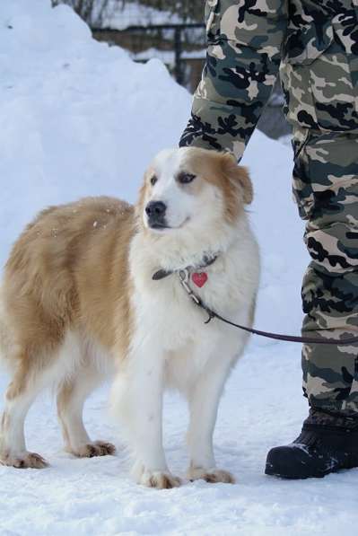 Умница и красавица Деми ищет дом! в Москве фото 10
