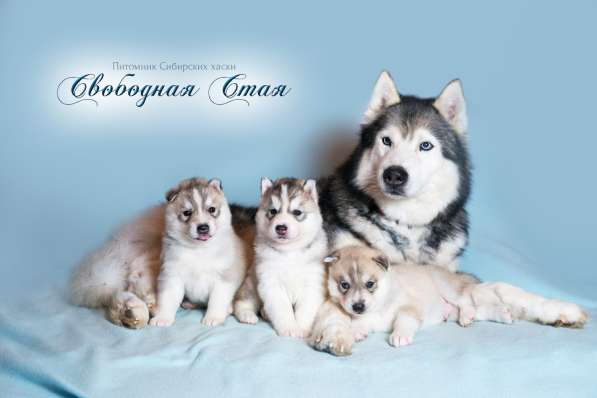 Питомник, щенки хаски в Москве фото 10