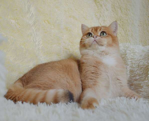Британский кот в 