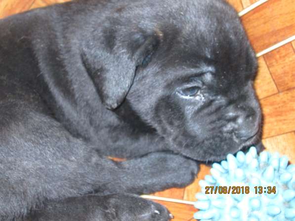 Малыши Корсики 3 мес в Москве фото 18