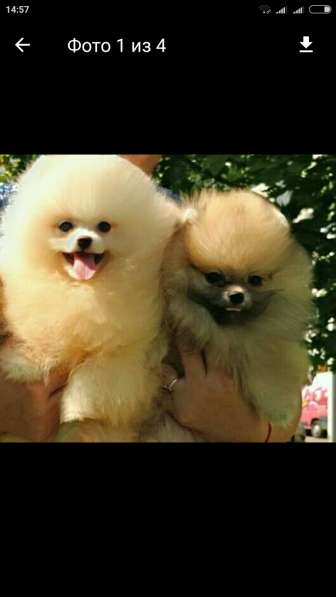 Померанский шпиц -две миниатюрные девочки в Солнечногорске фото 20