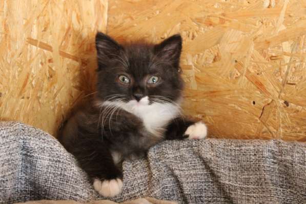 Зеленоглазая нежная красавица-кошка в Санкт-Петербурге фото 27