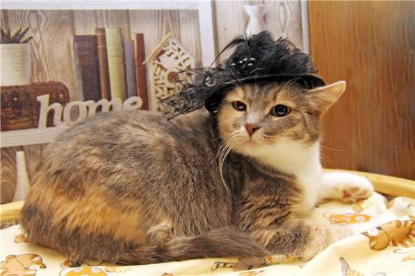 Нежная девочка Грета ищет дом в Москве фото 8