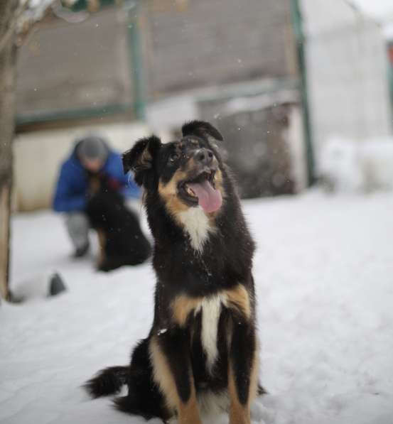 Чудо-собачка Фиби ищет семью в Москве фото 11