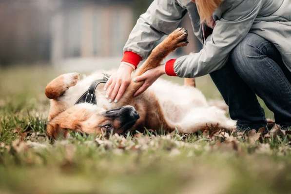 Солнечный Марти ищет дом в Москве фото 14