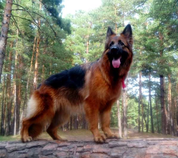 Продам щенков Д/Ш немецкой овчарки в Абакане фото 19