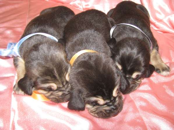 Щенки бладхаунда в Белгороде фото 4