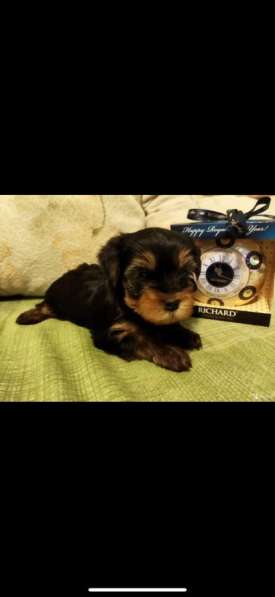 Вязка мини Йорк в Санкт-Петербурге фото 23