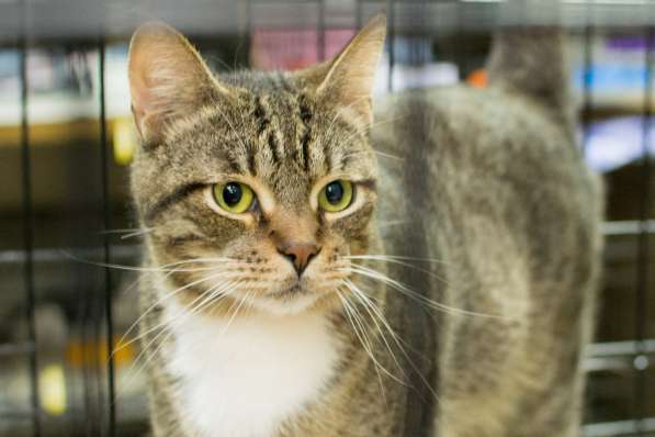 Кот Чук ждёт самых замечательных хозяев в Москве