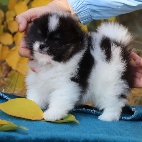 Черно-белый щенок Померанского шпица 1,5 месяца в фото 5