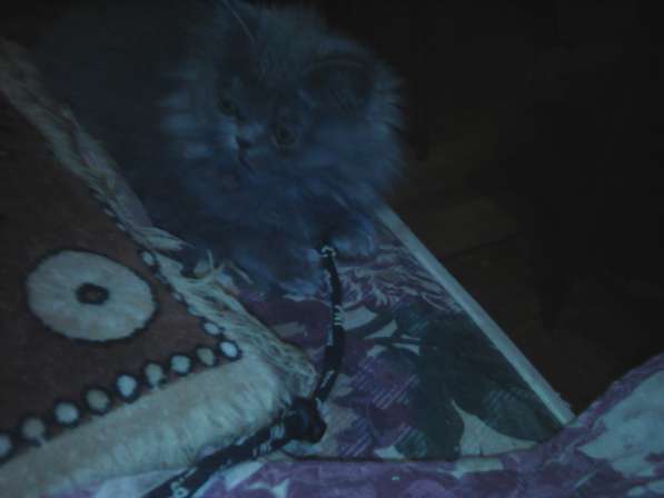 Персидские котятки в Москве фото 11