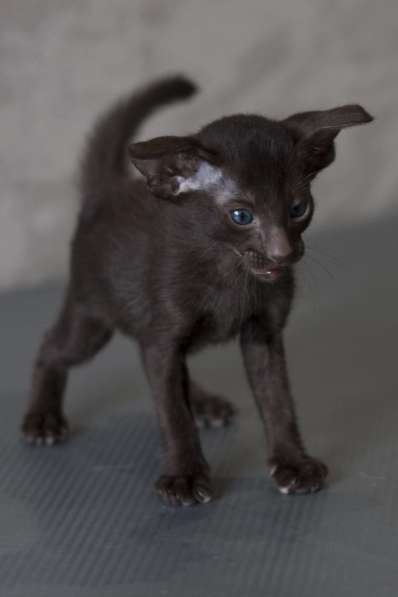 Ориентальные котята в Санкт-Петербурге фото 7