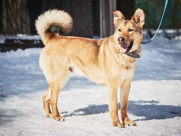 Хороший рыжий пес, лучший друг человека в Санкт-Петербурге фото 41