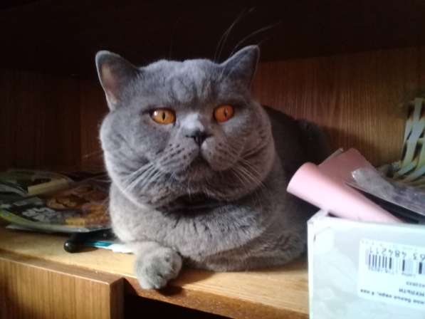 Вязка : Шотландский Красавец - кот с опытом в Москве фото 13