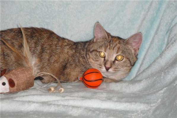 Молодая кошечка ищет дом в Москве фото 13