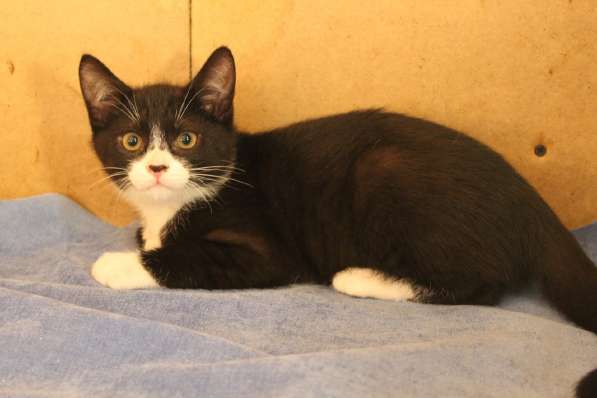 Грациозные угольно-черные котята в Санкт-Петербурге фото 30