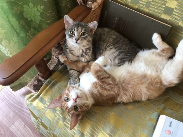 Котята 5 месяцев мальчик, девочка в Омске