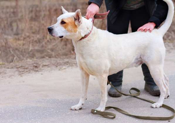 Собаке очень нужен дом в Нижнем Новгороде фото 28