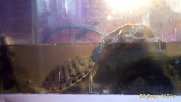 Продам водных красноухих черепах в Вологде