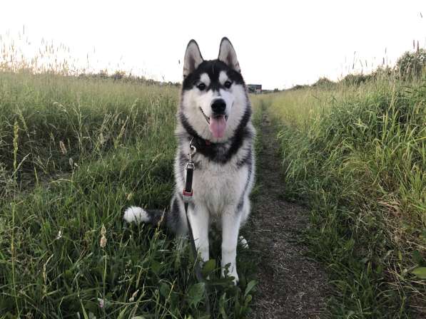 Siberian Husky from Multichampion Parents в Санкт-Петербурге