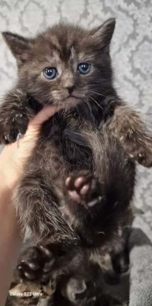 Замечательный котёнок девочка в фото 8