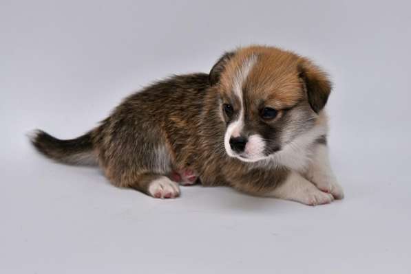 Щенки вельш корги пемброк в Москве