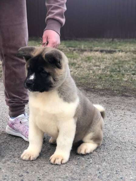 Американец в Краснодаре фото 3