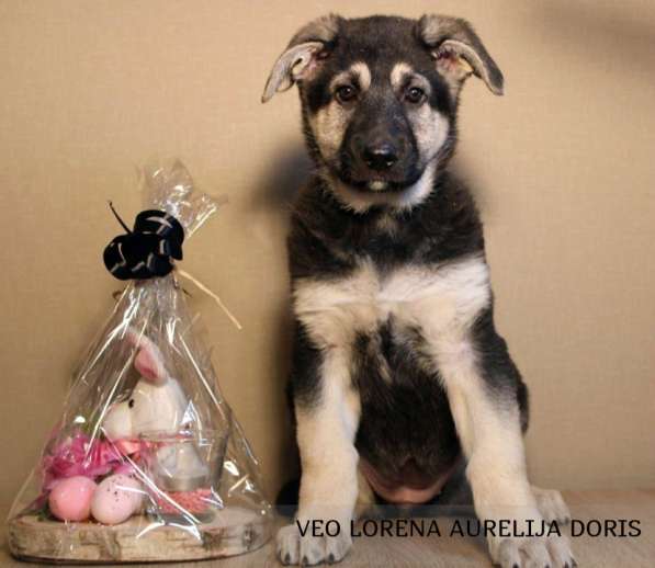 Продаются щенки восточноевропейской овчарки в Германии в фото 11