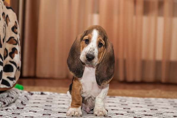 Щенки Бассет-хаунд в Армавире фото 20