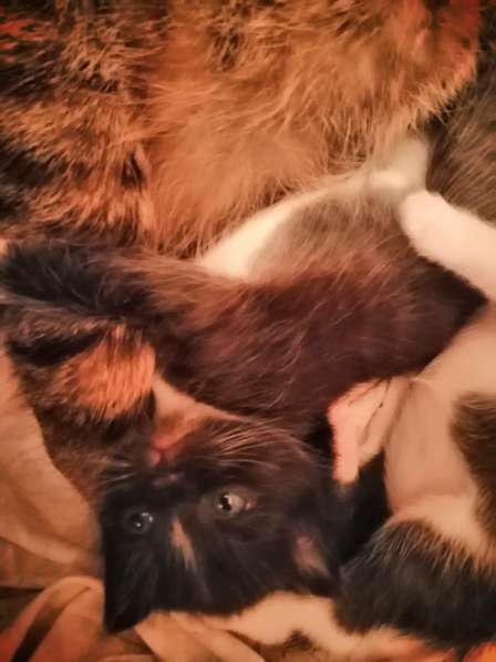 Котята в Новосибирске фото 32