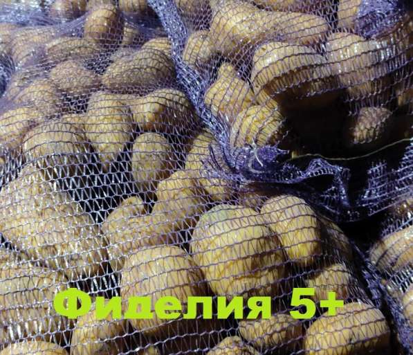 Картофель 5+ оптом от производителя в Брянске фото 3