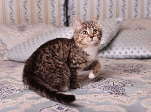 Полосатый котенок Малинка в добрые руки в Москве фото 3