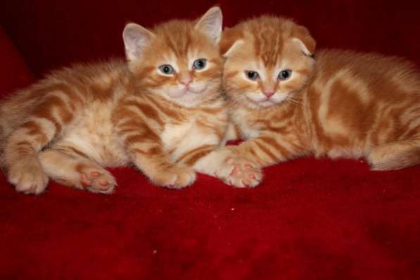 Красные мраморные вислоухие и прямоухие шотландские котята
