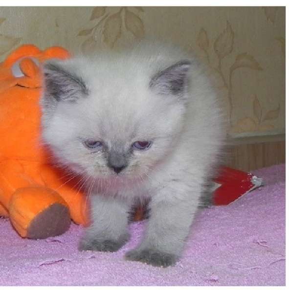 Котята британские и шотландские и подростки в Москве фото 6