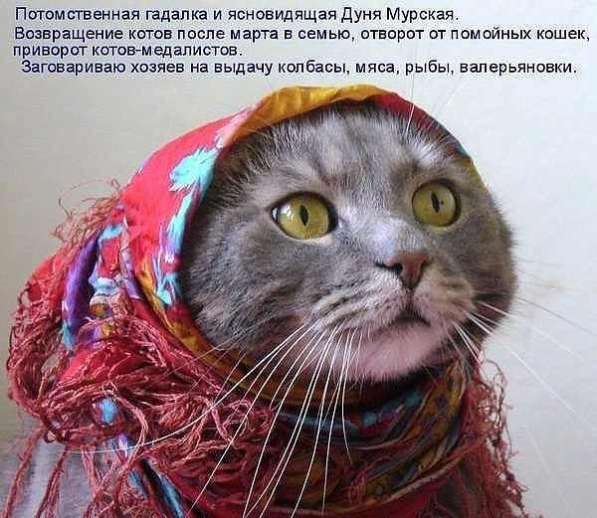 Котята в Самаре фото 3