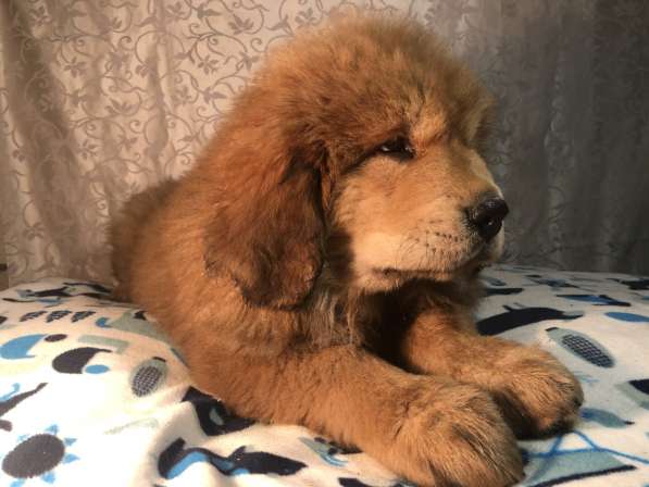 Тибетский мастиф щенки в Твери фото 11