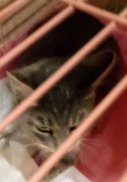 Сос! Кошечку выкинули на улицу в Москве фото 34