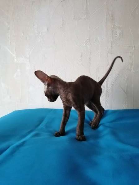 Кошечка Корниш рекс в Москве фото 6