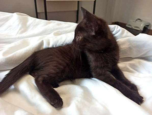 Черненькое солнышко домашний котенок Черничка в добрые руки в Москве фото 8
