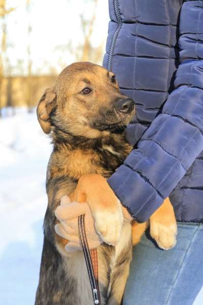 Щенок в добрые руки Марго в Санкт-Петербурге фото 6