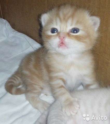 Котята -вислоухие и прямоухие в Костроме фото 10