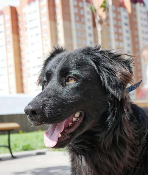 Спокойный и очень красивый пёс, 1 год в Санкт-Петербурге фото 4