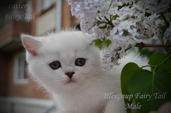 Британские серебристые котята в Омске фото 13